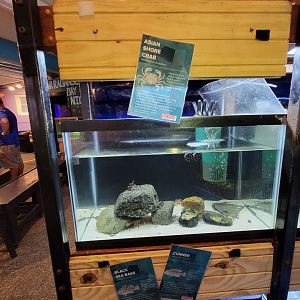 Save the Bay 7/22 - Asian shore crab Hemigrapsus sanguineus