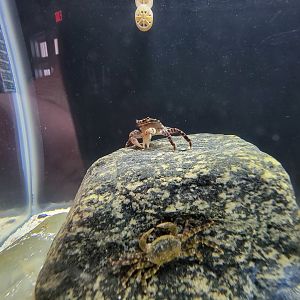 Save the Bay 7/22 - Asian shore crab, Hemigrapsus sanguineus