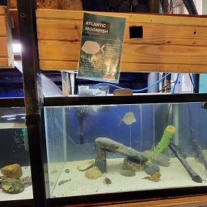 Save the Bay 7/22 - Atlantic moonfish, Selene setapinnis