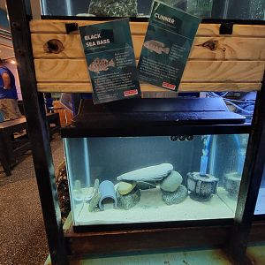 Save the Bay 7/22 - Atlantic black sea bass Centropristis striata, cunner Tautogolabrus adspersus