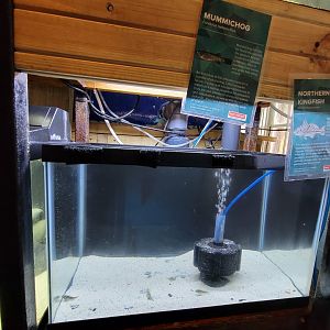 Save the Bay 7/22 - Northern kingfish Menticirrhus saxatilis, mummichog Fundulus heteroclitus