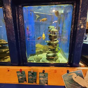 Save the Bay 7/22 - Glasseye snapper Heteropriacanthus cruentatus, short bigeye Pristigenys alta, Northern kingfish Menticirrhus saxatilis