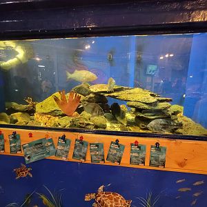 Save the Bay 7/22 - Group tank, species in comments