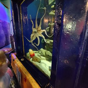 Save the Bay 7/22 - Common octopus, Octopus vulgaris