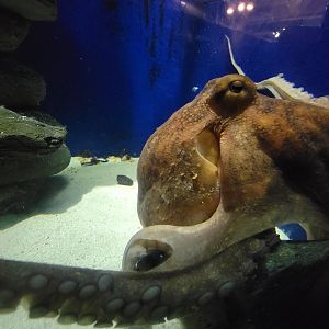 Save the Bay 7/22 - Common octopus, Octopus vulgaris