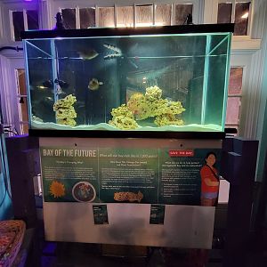 Save the Bay 7/22 - Snowy grouper Hyporthodus niveatus, planehead filefish Stephanolepis hispidus