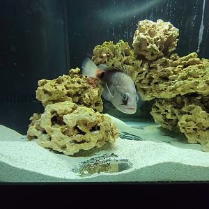 Save the Bay 7/22 - Snowy grouper, Hyporthodus niveatus