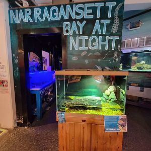 Save the Bay 7/22 - Nocturnal area / Common stinkpot turtle, Sternotherus odoratus