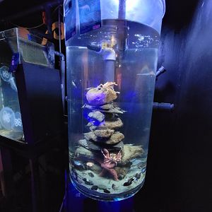 Save the Bay 7/22 - Nocturnal area / Unknown crustaceans tank