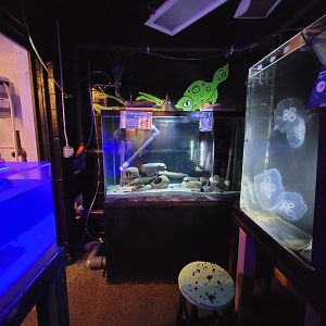 Save the Bay 7/22 - Nocturnal area / common octopus, Octopus vulgaris