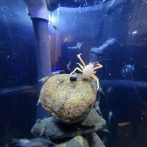 Save the Bay 7/22 - Nocturnal area / Unknown crustaceans tank
