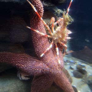 Save the Bay 7/22 - Nocturnal area / Unknown crustaceans tank