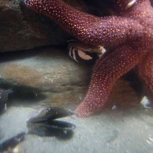 Save the Bay 7/22 - Nocturnal area / Unknown crustaceans tank