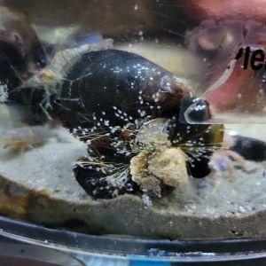 Save the Bay 7/22 - Nocturnal area / Unknown crustaceans tank