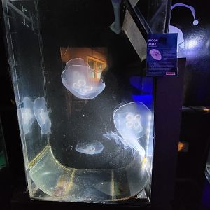 Save the Bay 7/22 - Nocturnal area / moon jellies