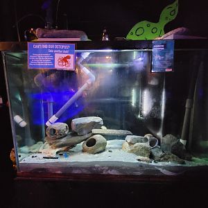 Save the Bay 7/22 - Nocturnal area / common octopus, Octopus vulgaris