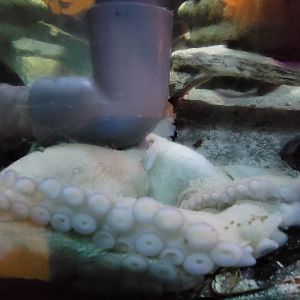 Save the Bay 7/22 - Nocturnal area / common octopus, Octopus vulgaris