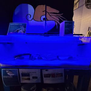 Save the Bay 7/22 - Nocturnal area / common mantis shrimp, Pseudosquilla ciliata