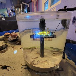 Save the Bay 7/22 - Chain catsharks, Scyliorhinus retifer