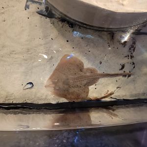 Save the Bay 7/22 - Clearnose skate, Raja eglanteria