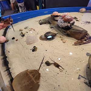 Save the Bay 7/22 - Catshark touch tank