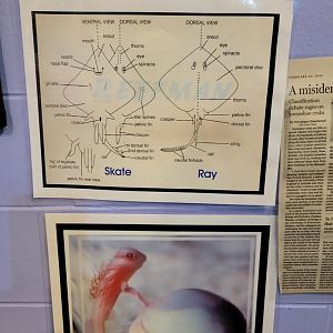 Save the Bay 7/22 - Diagram of skates vs rays