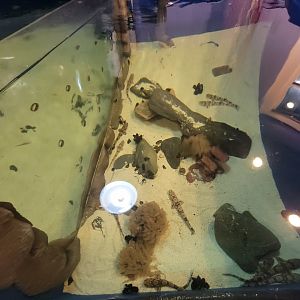 Save the Bay 7/22 - Northern stargazer, Astroscopus guttatus, and chain catsharks, Scyliorhinus retifer