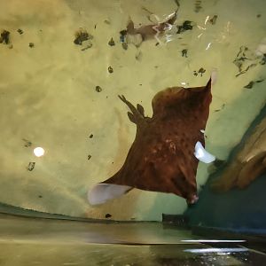 Save the Bay 7/22 - Kevin the barndoor skate! Dipturus laevis