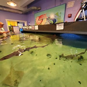 Save the Bay 7/22 - Smooth dogfish Mustelus canis, barndoor skate Dipturus laevis