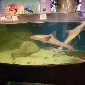 Save the Bay 7/22 - Smooth dogfish Mustelus canis, barndoor skate Dipturus laevis