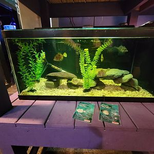 Save the Bay 7/22 - Spotfin butterflyfish Chaetodon ocellatus, planehead filefish Stephanolepis hispidus