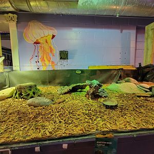 Save the Bay 7/22 - Eastern box turtles, Terrapene carolina carolina