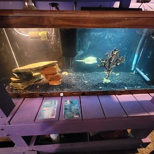 Save the Bay 7/22 - Scrawled cowfish Acanthostracion quadricornis, young orange filefish Aluterus schoepfii