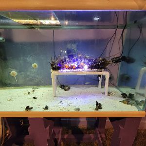 Save the Bay 7/22 - Baby skate tank