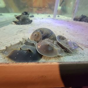 Save the Bay 7/22 - Newborn Atlantic horseshoe crabs,  Limulus polyphemus