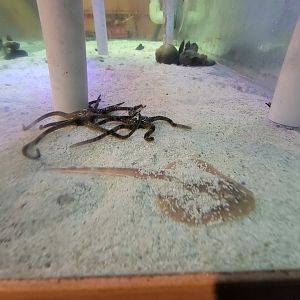 Save the Bay 7/22 - Baby little skate Leucoraja erinacea and green brittle stars Ophioderma brevispina