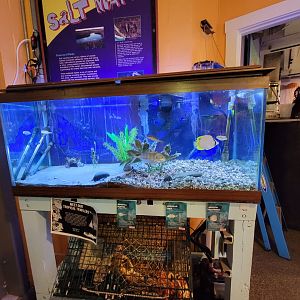 Save the Bay 7/22 - Tropical tank