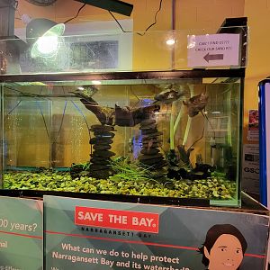 Save the Bay 7/22 - Northern diamondback terrapin, Malaclemys terrapin terrapin