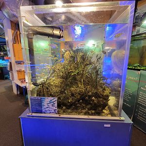 Save the Bay 7/22 - Salt marsh tank