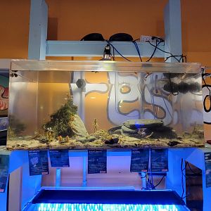 Save the Bay 7/22 - American eel tank