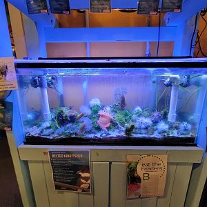 Save the Bay 7/22 - Tunicate and coral tank