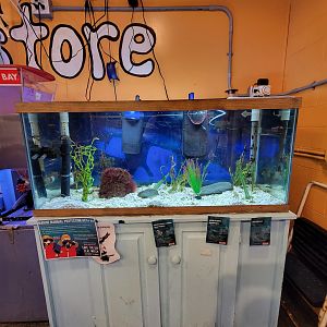 Save the Bay 7/22 - Seahorse tank