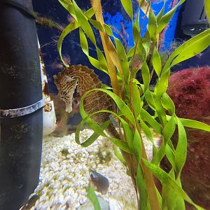 Save the Bay 7/22 - Lined seahorse, Hippocampus erectus,