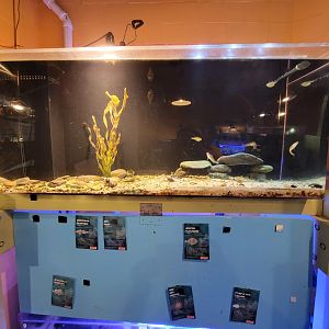 Save the Bay 7/22 - Northern searobin Prionotus carolinus, red hake Urophycis chuss, winter flounder Pseudopleuronectes americanus