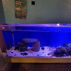 Save the Bay 7/22 - Bluemouth rockfish, Helicolenus dactylopterus, next to urchin tank
