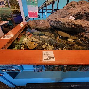 Save the Bay 7/22 - Touch tank