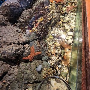 Save the Bay 7/22 - Touch tank