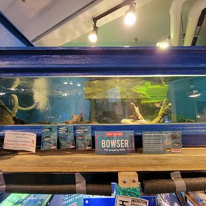 Save the Bay 7/22 - Bowser the common snapping turtle