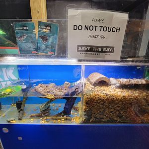 Save the Bay 7/22 - American bullfrog and wood frog