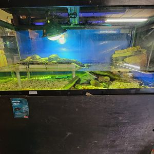 Save the Bay 7/22 - Spotted turtles